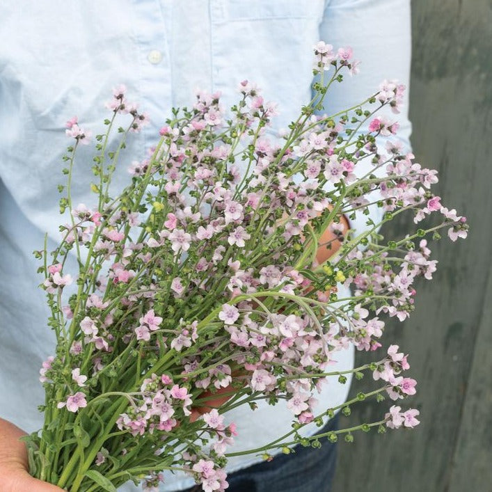 Forget Me Nots - Mystery Rose Seed