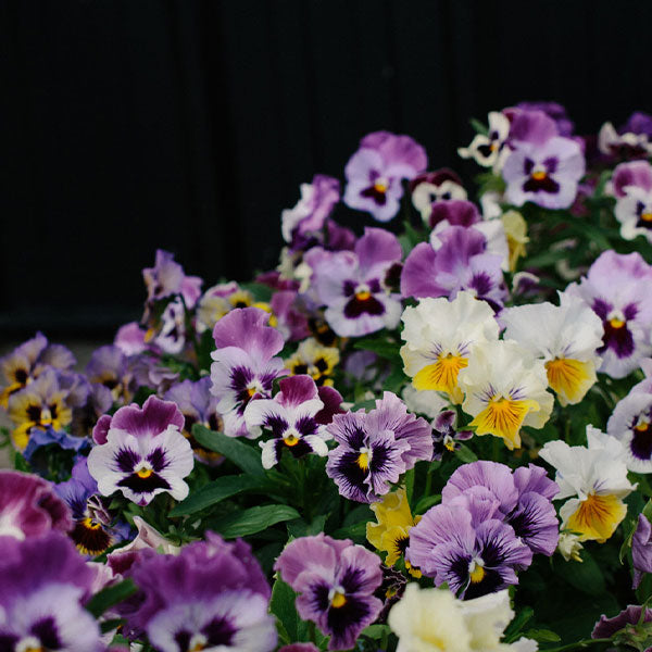 Pansy - Frizzle Sizzle Mix Seed