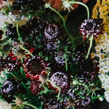 Load image into Gallery viewer, Scabiosa - Summer Fruits Mix Seed
