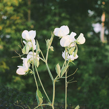 Load image into Gallery viewer, Sweet Pea - Winter Elegance White Seed

