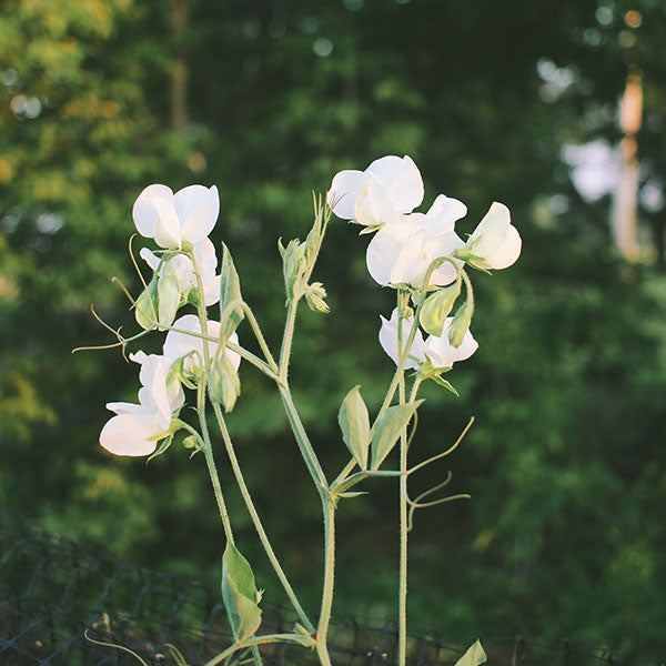 Sweet Pea - Elegance White Seed