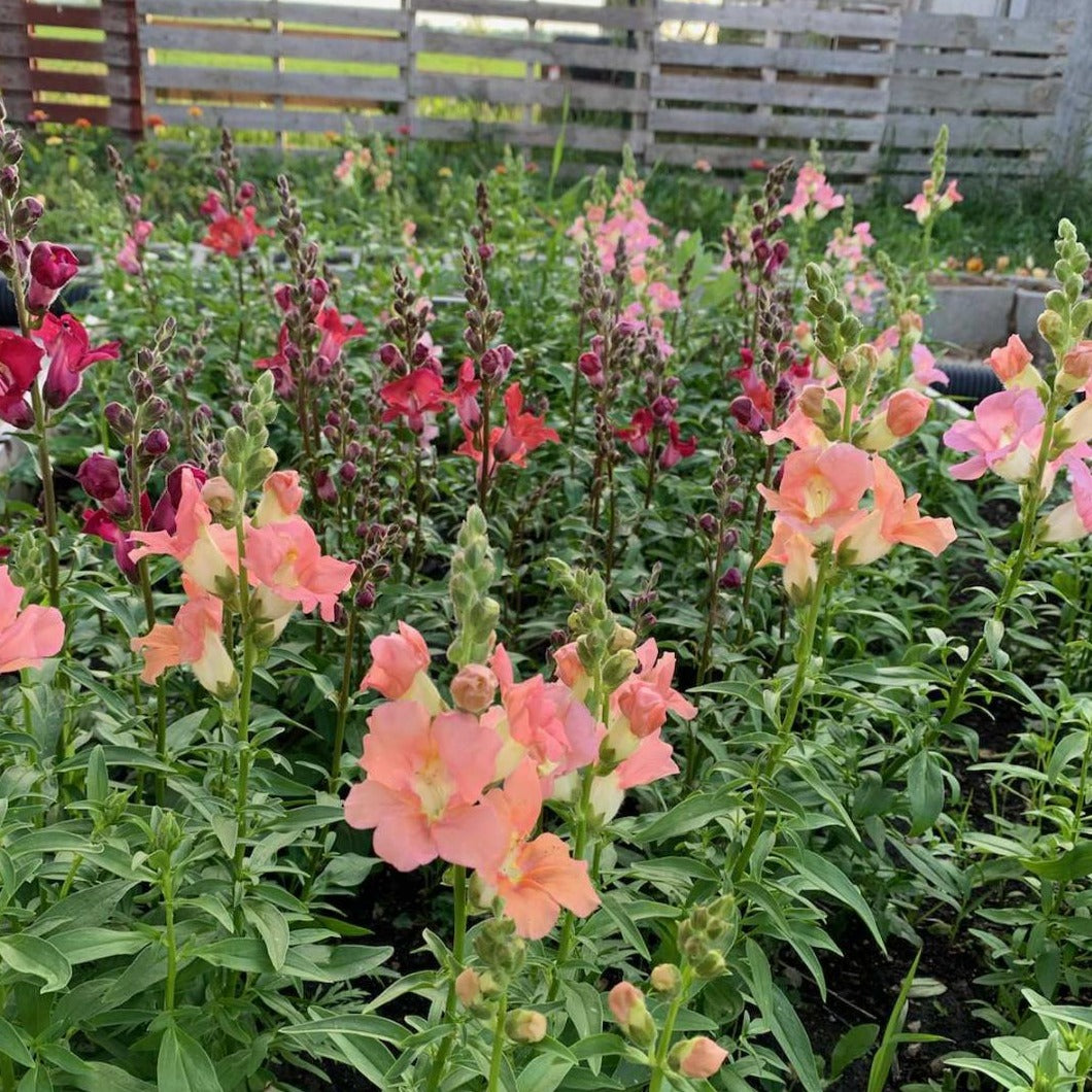 Snapdragon - Chantilly Mix Seed