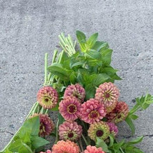 Load image into Gallery viewer, Zinnia - Queen Lime Red Seed
