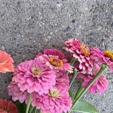 Load image into Gallery viewer, Zinnia - Benary&#39;s Giant Bright Pink
