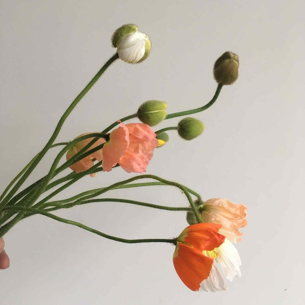 Iceland Poppy - Champagne Bubbles Mix