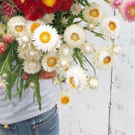 Strawflower - Monstrosum White Seed