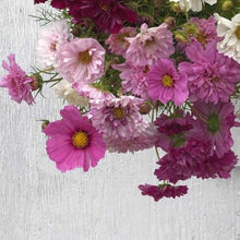 Load image into Gallery viewer, Cosmos - Double Dutch Rose Seed
