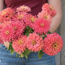 Load image into Gallery viewer, Zinnia - Senora Seed

