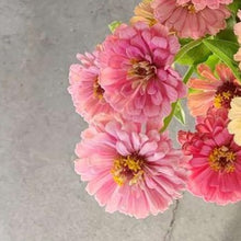 Load image into Gallery viewer, Zinnia - Benary&#39;s Giant Bright Pink Seed
