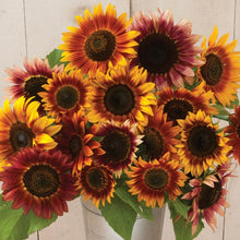 Load image into Gallery viewer, Sunflower - Autumn Beauty
