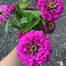 Load image into Gallery viewer, Zinnia - Benary&#39;s Giant Purple
