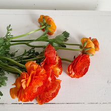 Load image into Gallery viewer, Ranunculus Corms - Dark Orange
