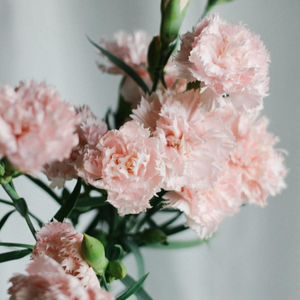 Carnation - Chabaud Series Picotee Mix – Lily Stone Gardens