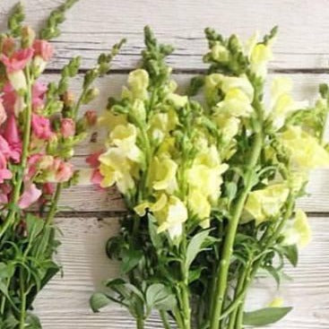 Snapdragon - Chantilly Creamy Yellow Seed