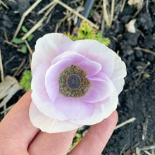 Load image into Gallery viewer, Anemone Corms - Carmel Pastel Mix
