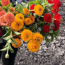 Load image into Gallery viewer, Zinnia - Oklahoma Golden Yellow Seed
