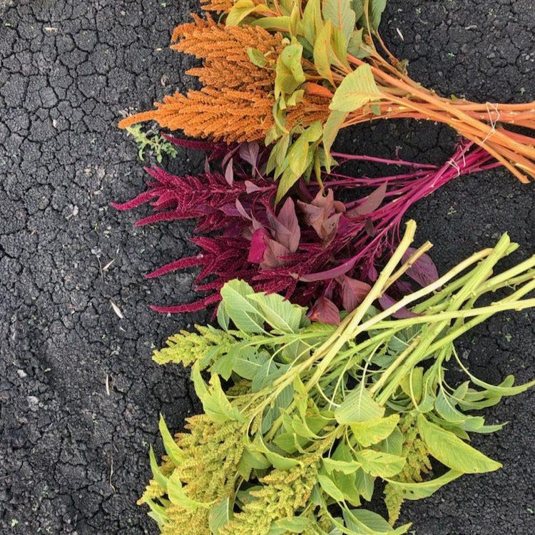 Semi Di Amaranto Autumn Touch – Amaranthus Cruentus – Oltre 200 Semi – Facile Da Coltivare