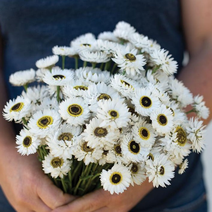 Helipterum (Paper Daisy) - Pierrot White Seed