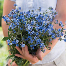 Load image into Gallery viewer, Forget Me Nots - Chinese Blue Seed
