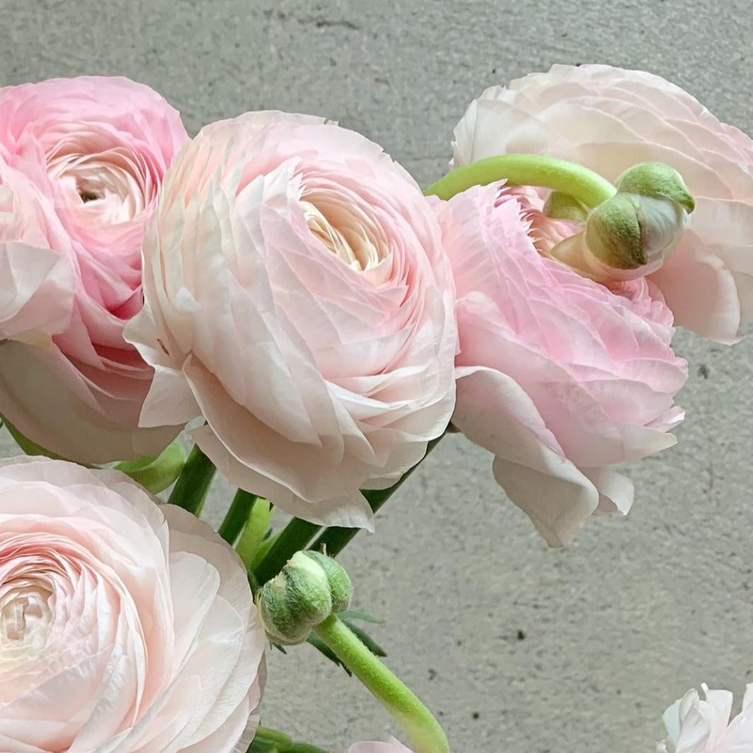 Ranunculus Corms - Amandine Chamallow Light Pink