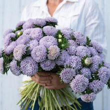 Load image into Gallery viewer, Aster - Lady Coral Lavender Seed
