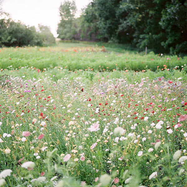 2025 Flower U-Pick - Booking Reservation