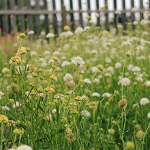 Load image into Gallery viewer, 2025 Flower U-Pick - Booking Reservation
