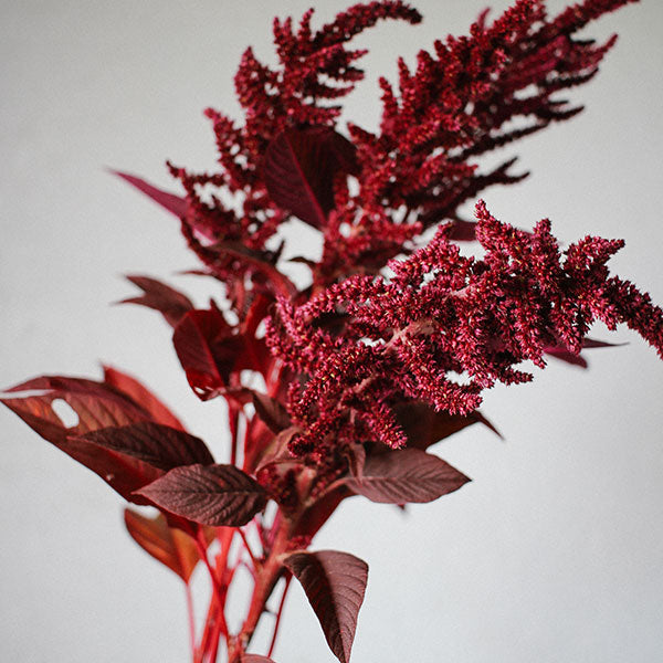 Amaranthus - Velvet Curtains Seed