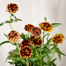 Load image into Gallery viewer, Zinnia - Persian Carpet Seed
